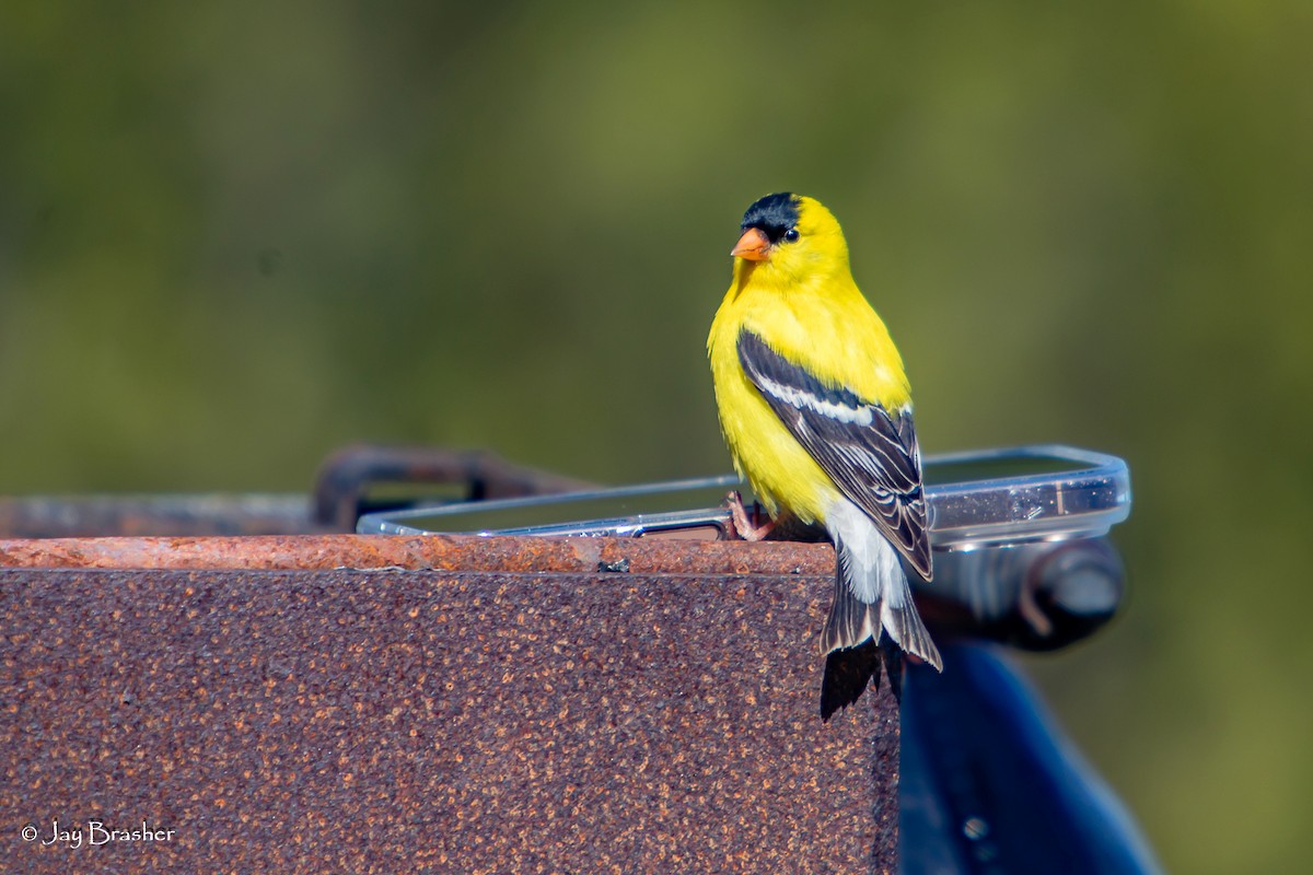 オウゴンヒワ - ML644496169