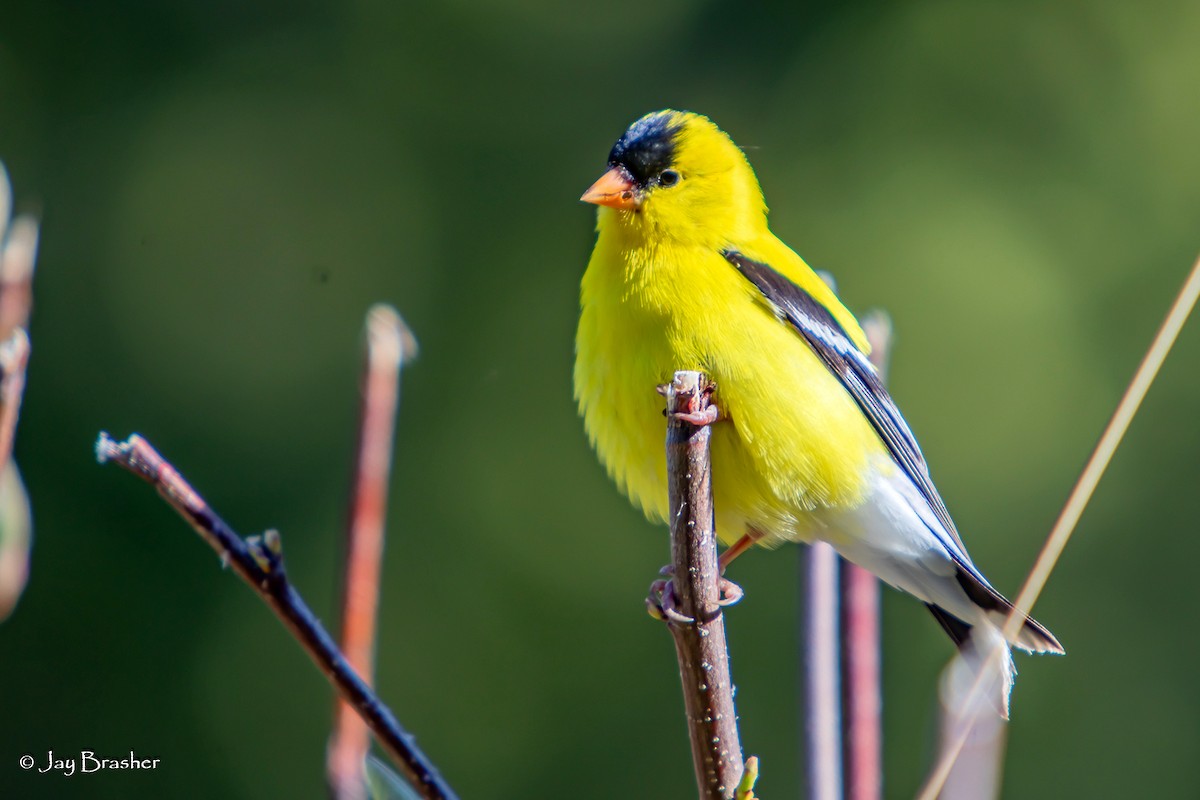 オウゴンヒワ - ML644496170