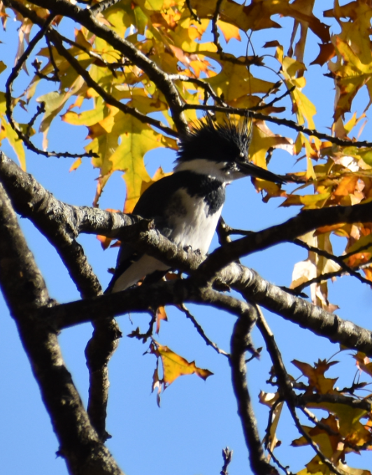 Belted Kingfisher - ML644496172