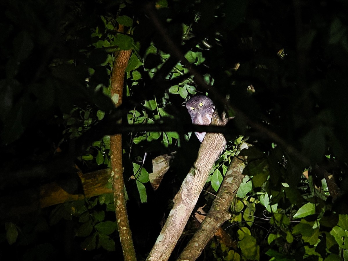 オオスズメフクロウ - ML644496175