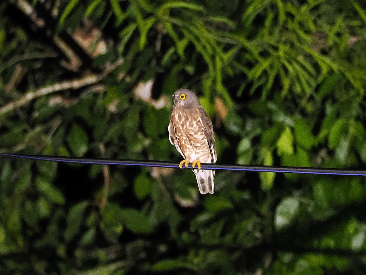 チャイロアオバズク - ML644496180