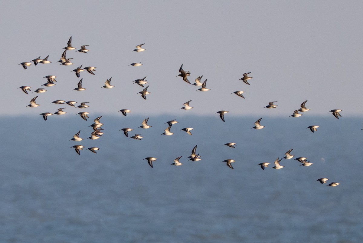 黑腹濱鷸 - ML644496187