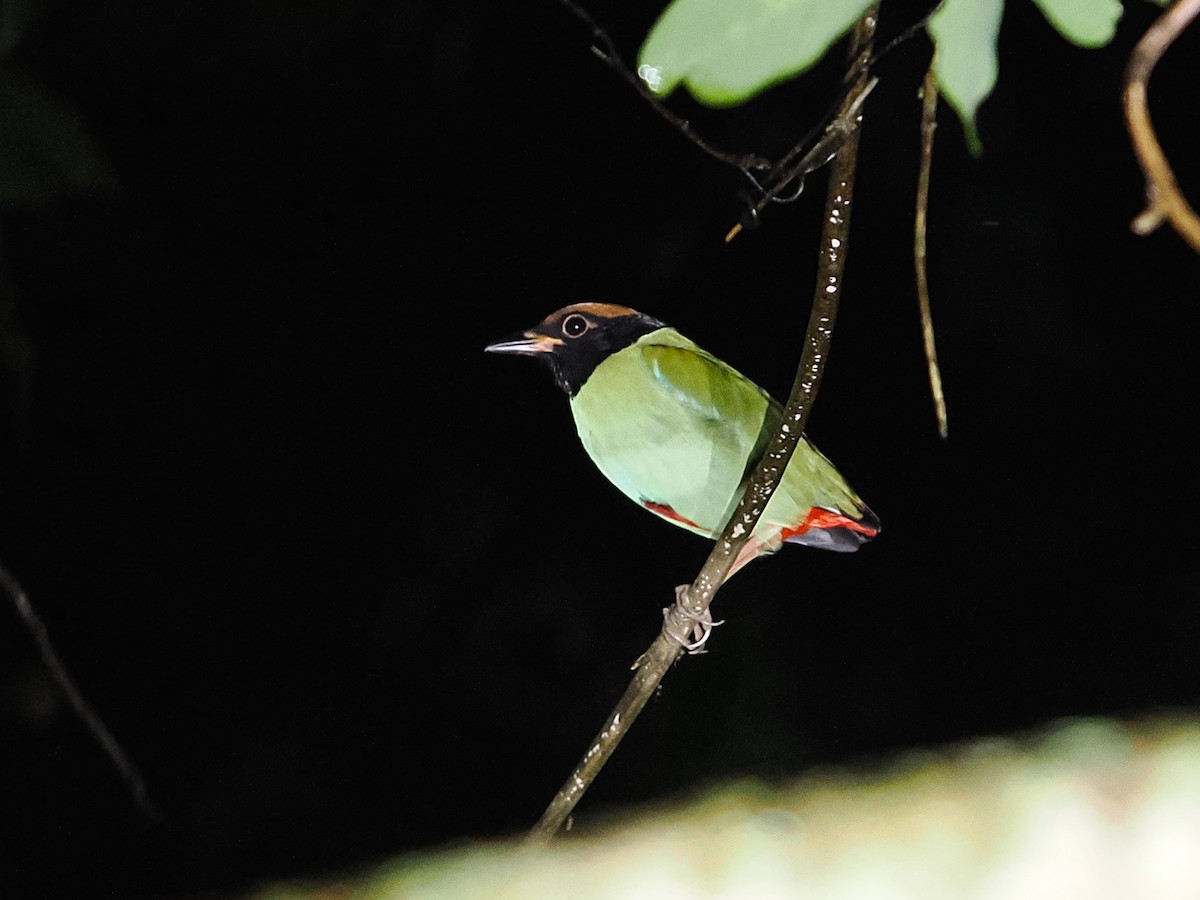 ズグロヤイロチョウ - ML644496191