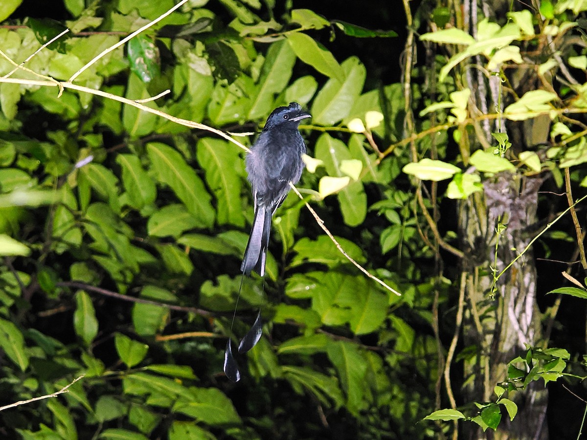 カザリオウチュウ - ML644496195