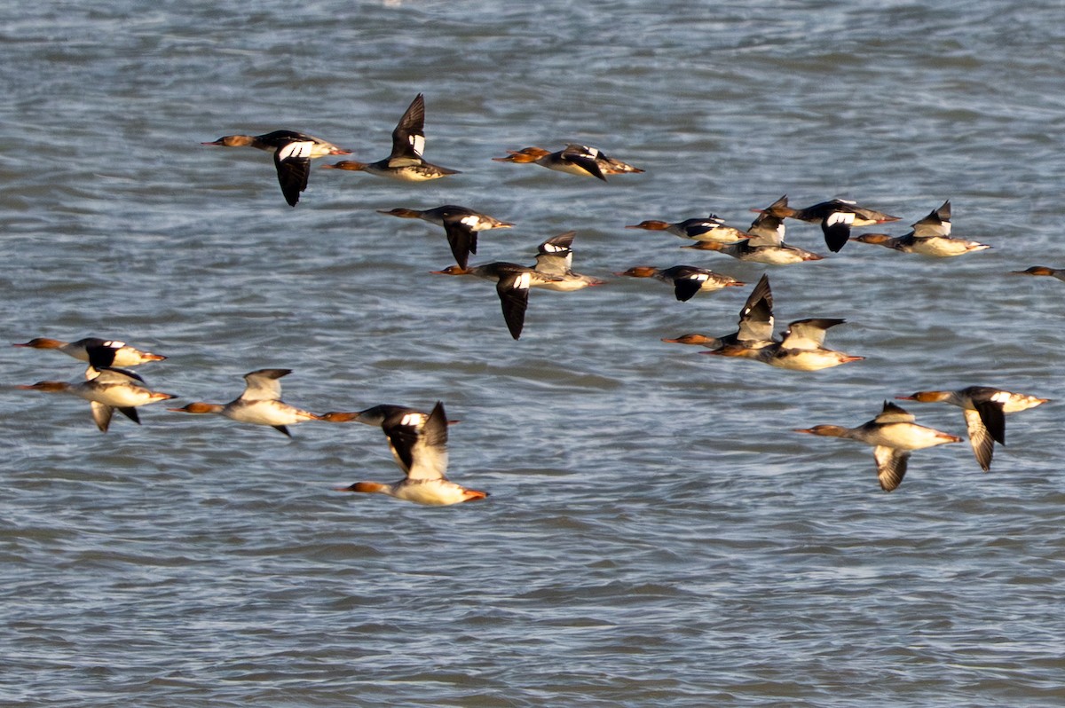 מרגון בינוני - ML644496196