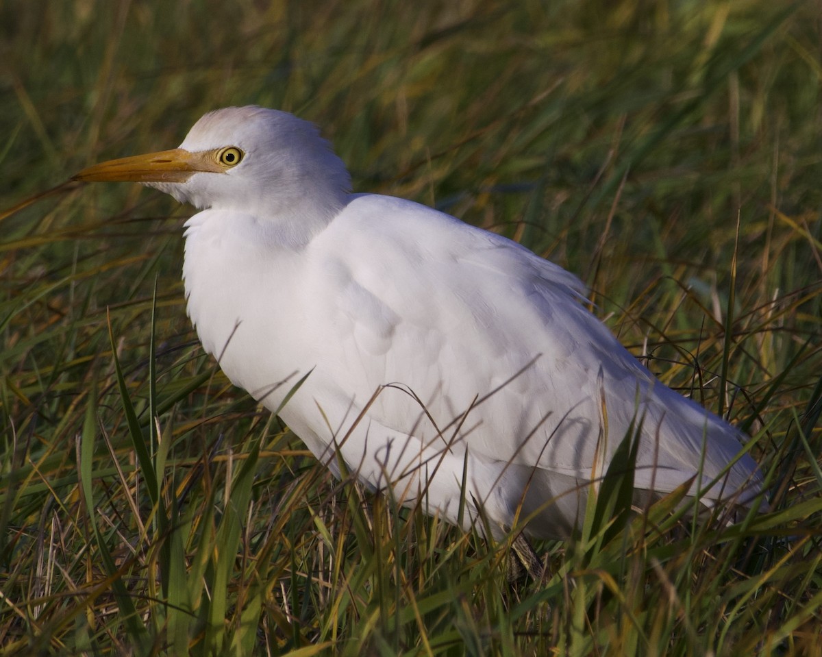 Western Cattle-Egret - ML644496197