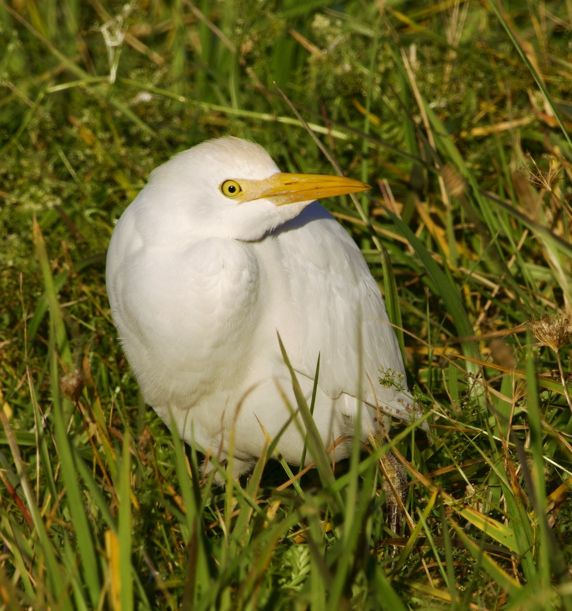 Western Cattle-Egret - ML644496198