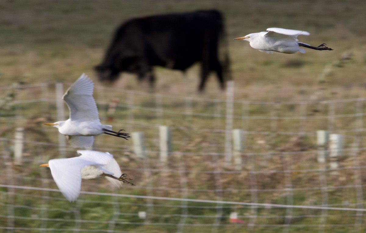 Western Cattle-Egret - ML644496199