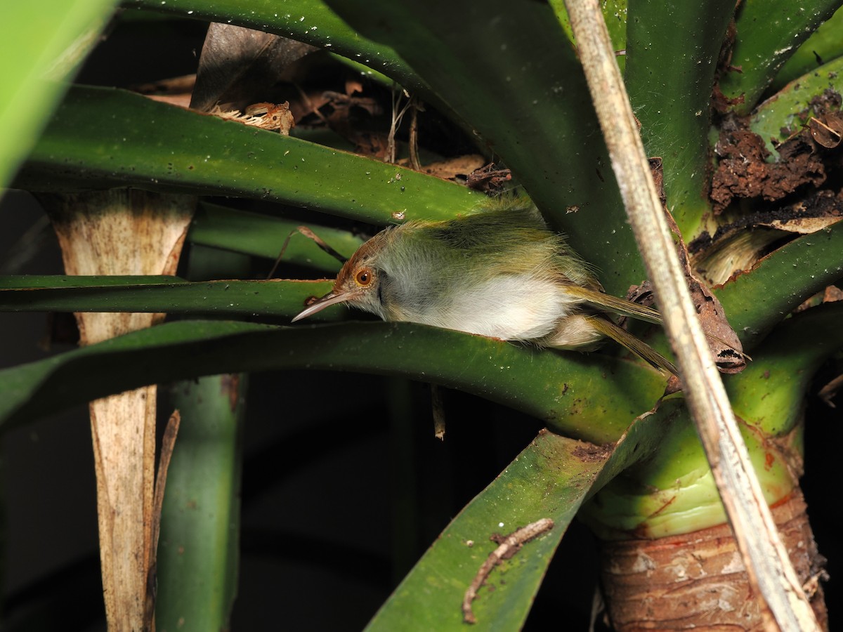 オナガサイホウチョウ - ML644496200