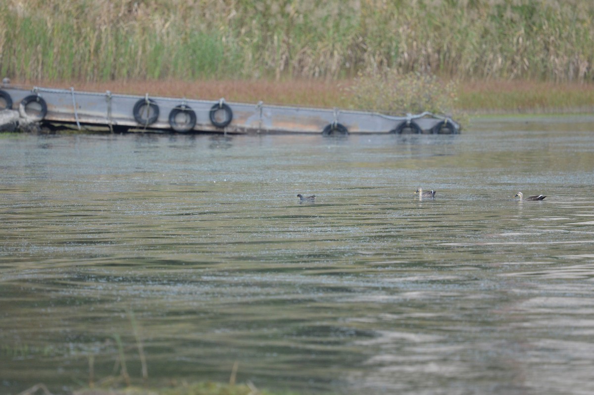 カルガモ - ML644496205