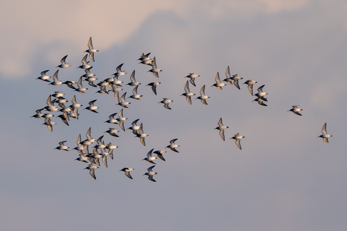 黑腹濱鷸 - ML644496208