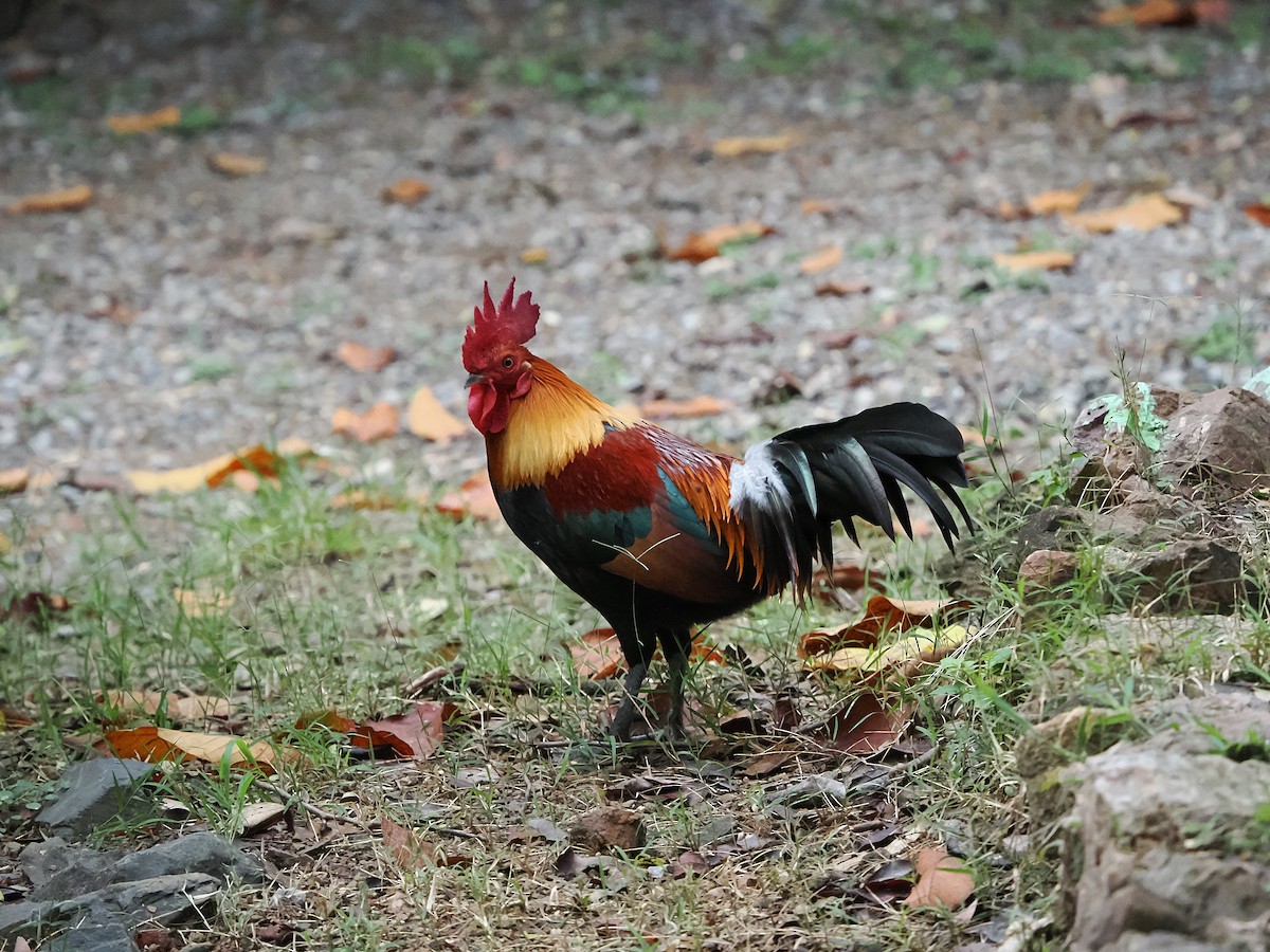 Курка банківська - ML644496216