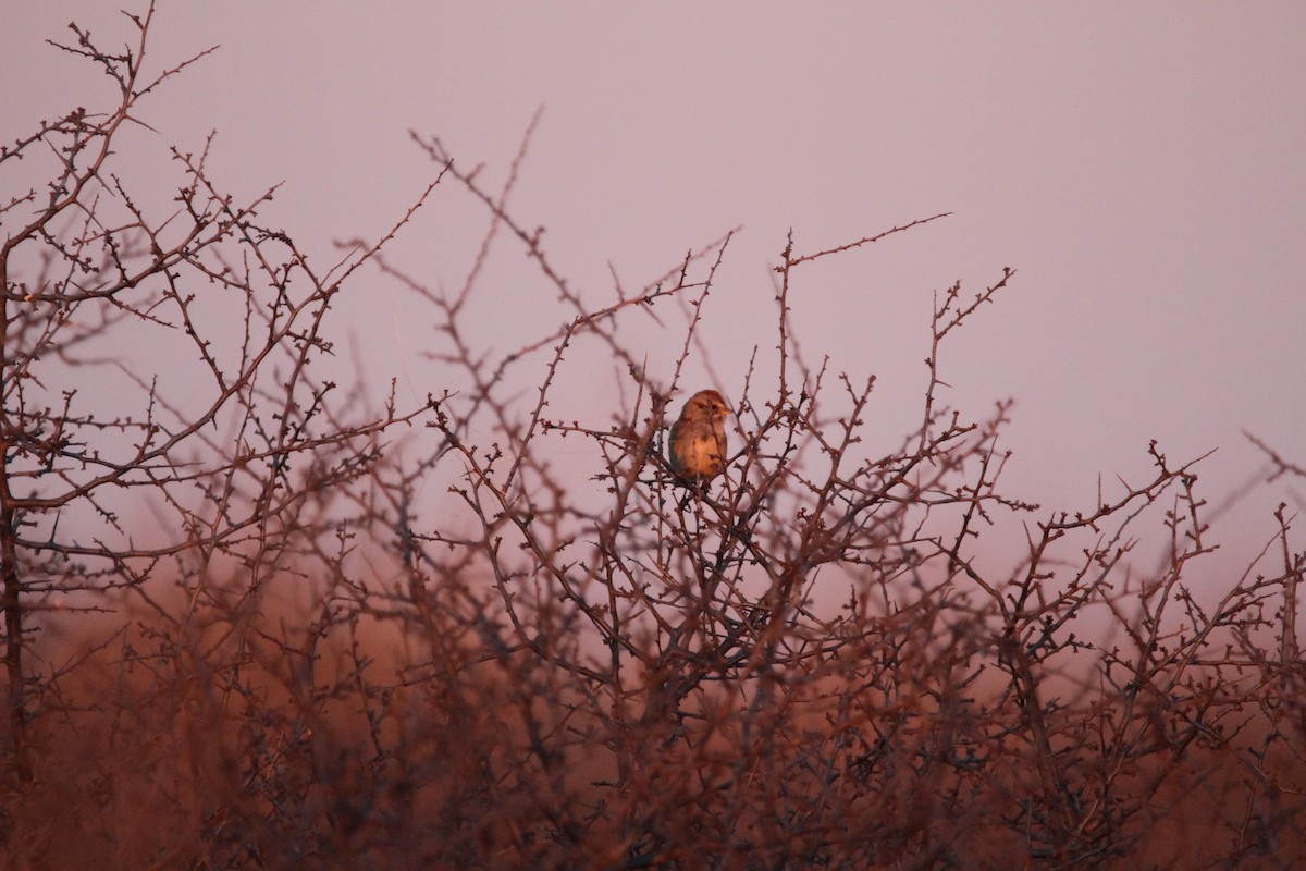 Hudson Körfezi Serçesi - ML644496217