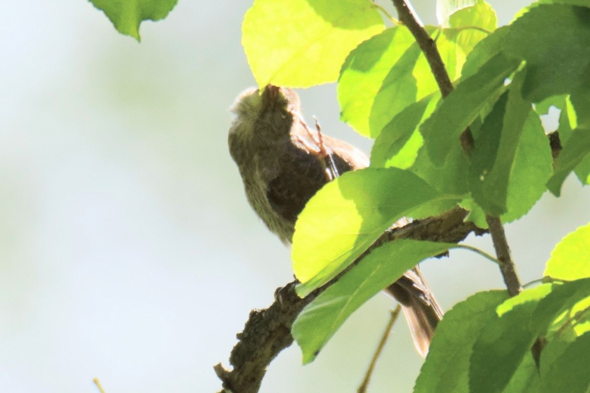 Vacher à tête brune - ML644496221