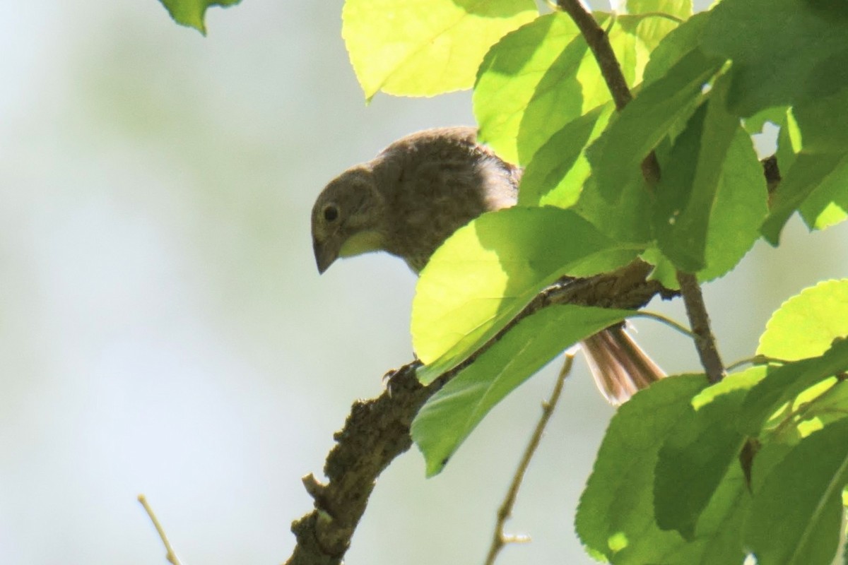 Vacher à tête brune - ML644496222
