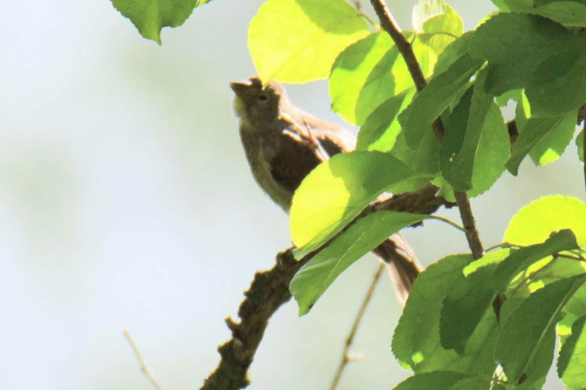 Vacher à tête brune - ML644496223