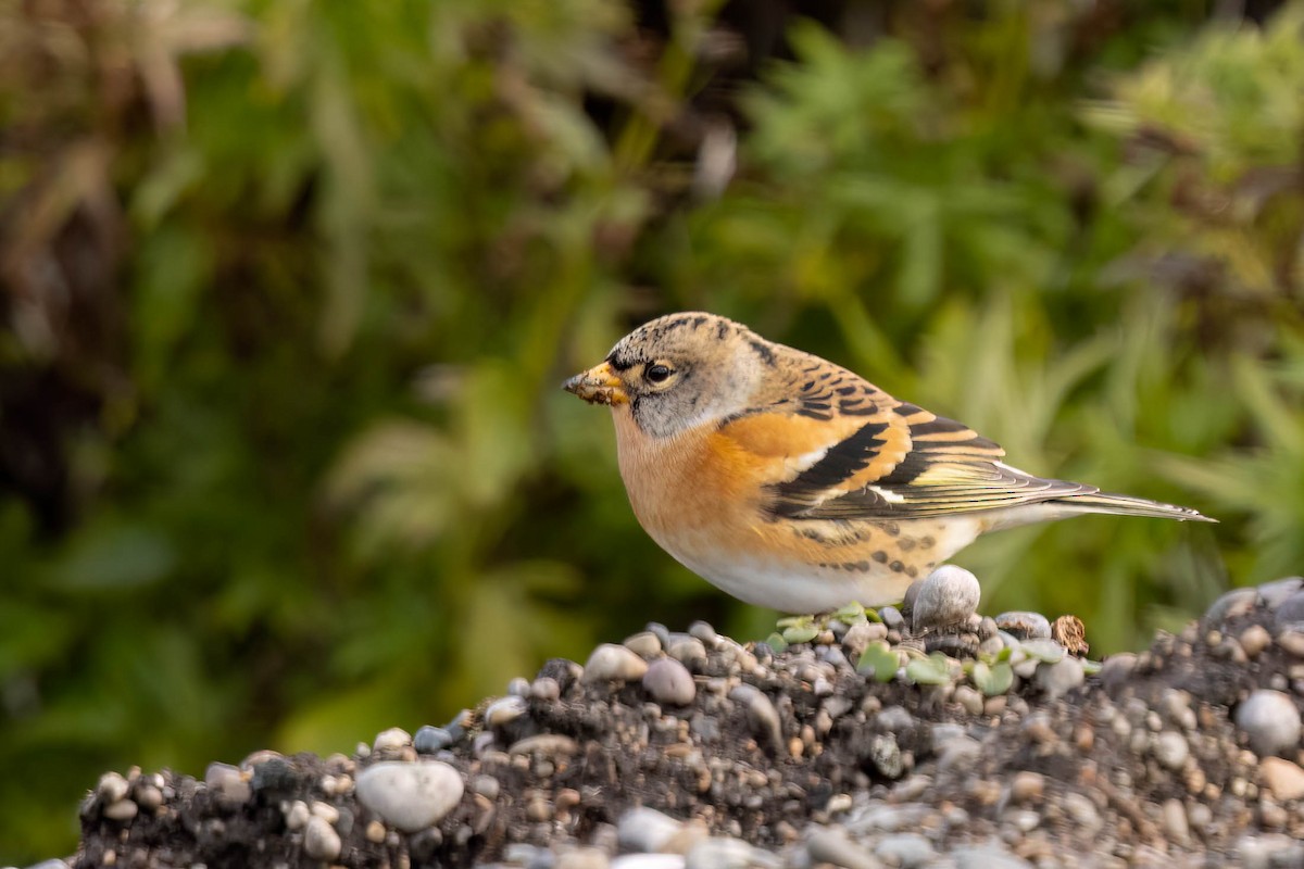 Negu-txonta - ML644496232