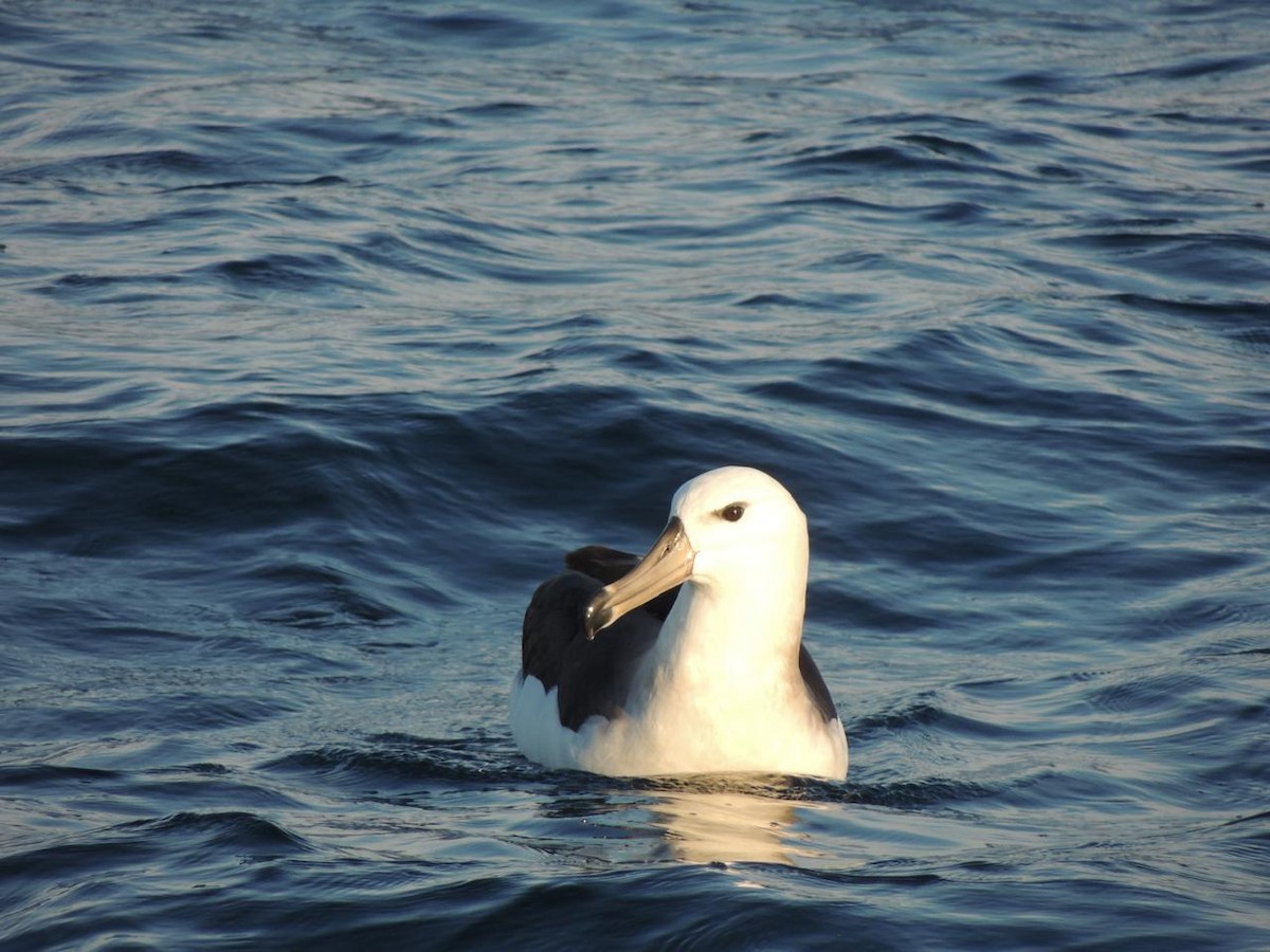 albatros černobrvý - ML644496237