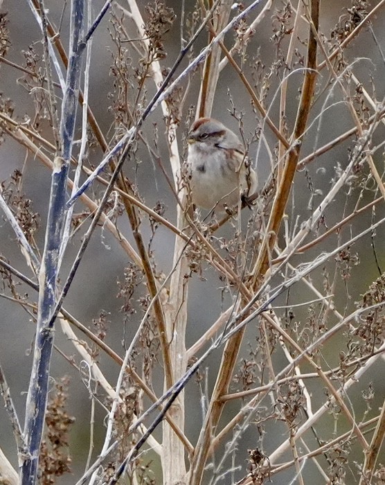 Hudson Körfezi Serçesi - ML644496240