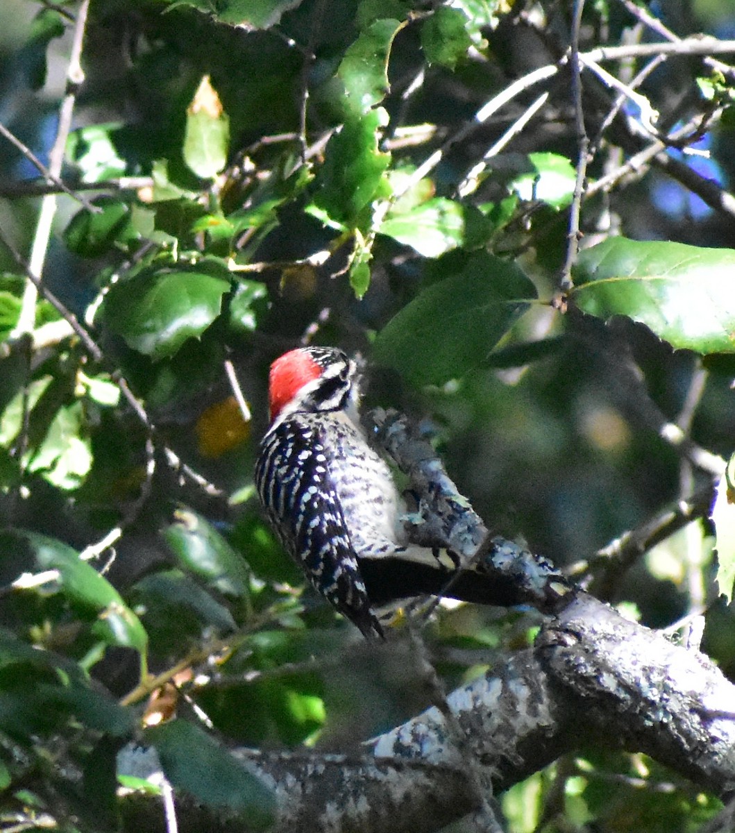 Nuttall's Woodpecker - ML644496242