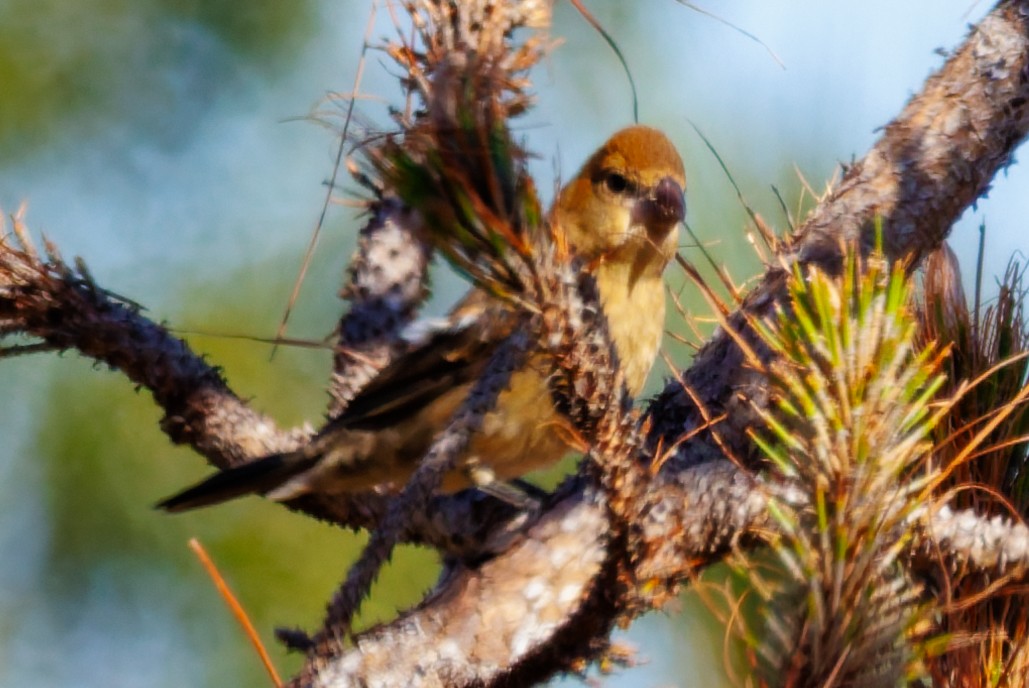 Индиговый колорин - ML644496245