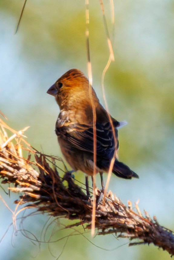 Индиговый колорин - ML644496249