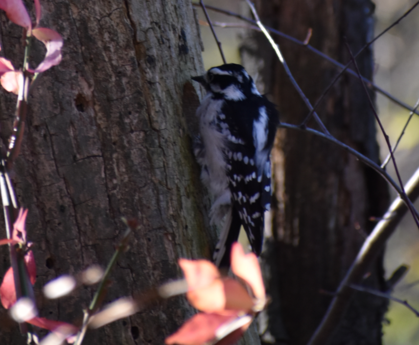 Downy/Hairy Woodpecker - ML644496257