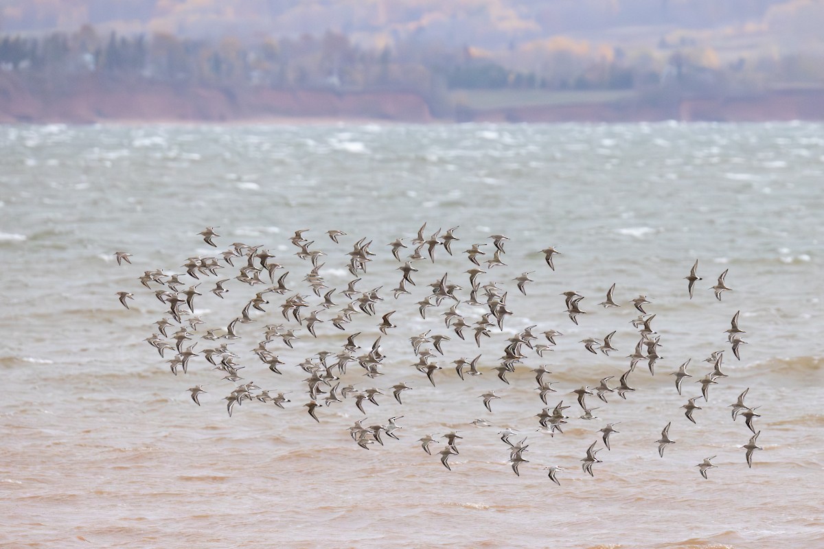 黑腹濱鷸 - ML644496262