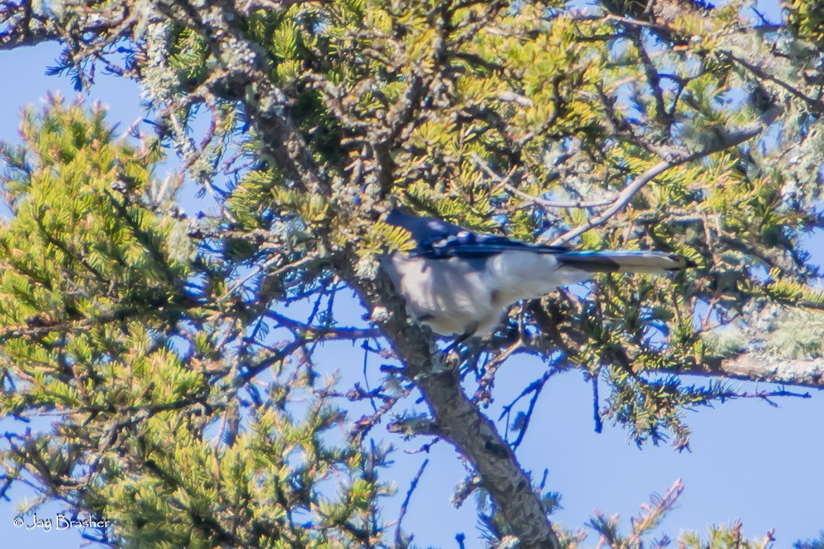 アオカケス - ML644496263