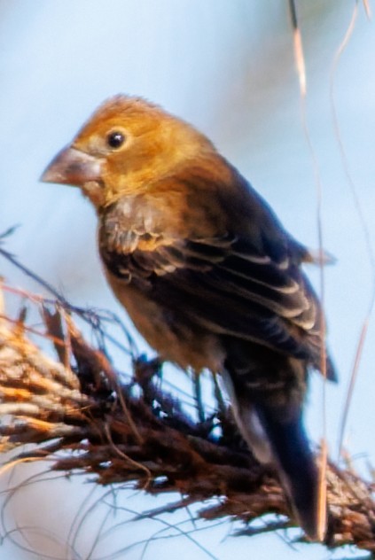 Индиговый колорин - ML644496272