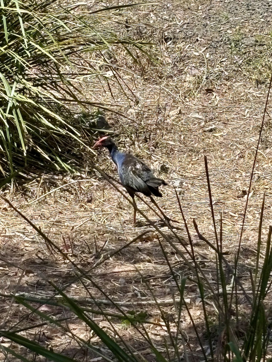 Australasian Swamphen - ML644496273