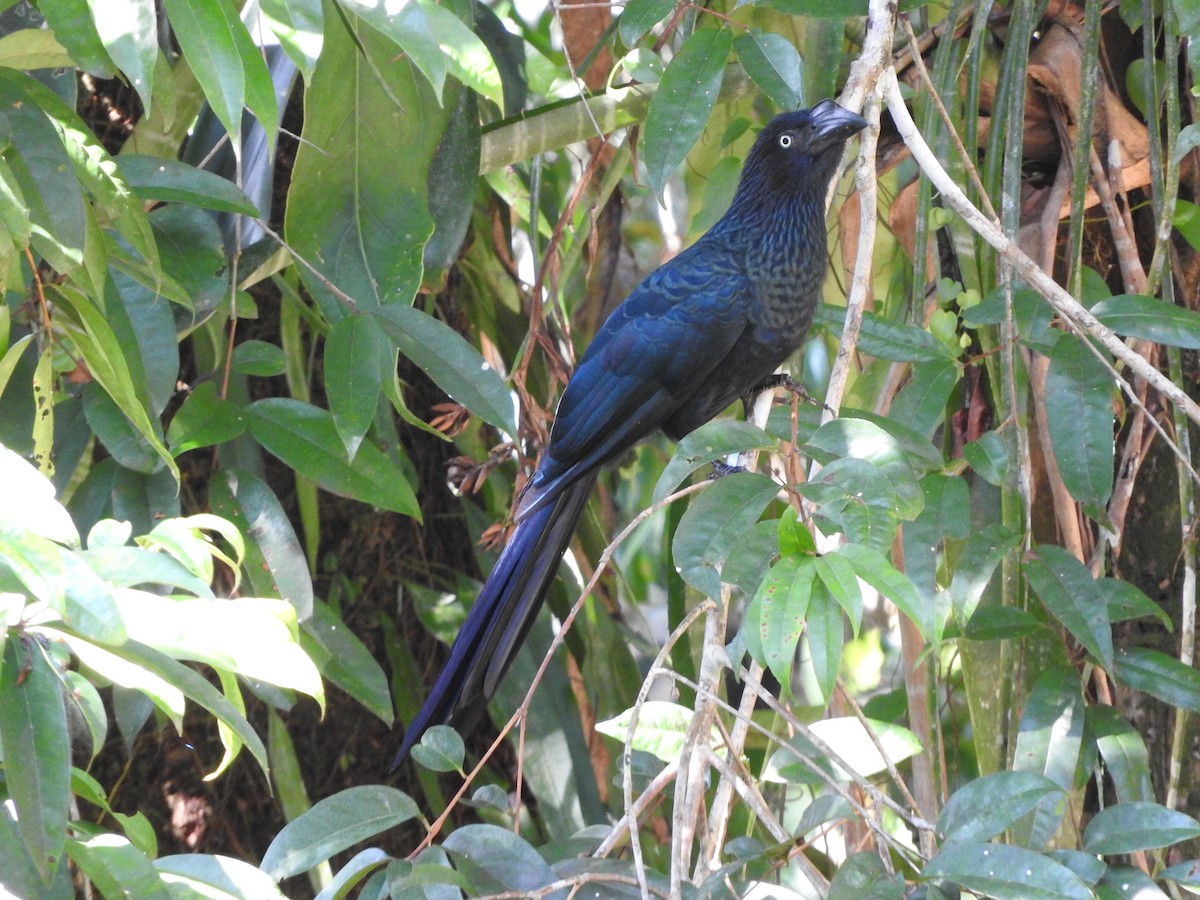 Garrapatero Mayor - ML644496274