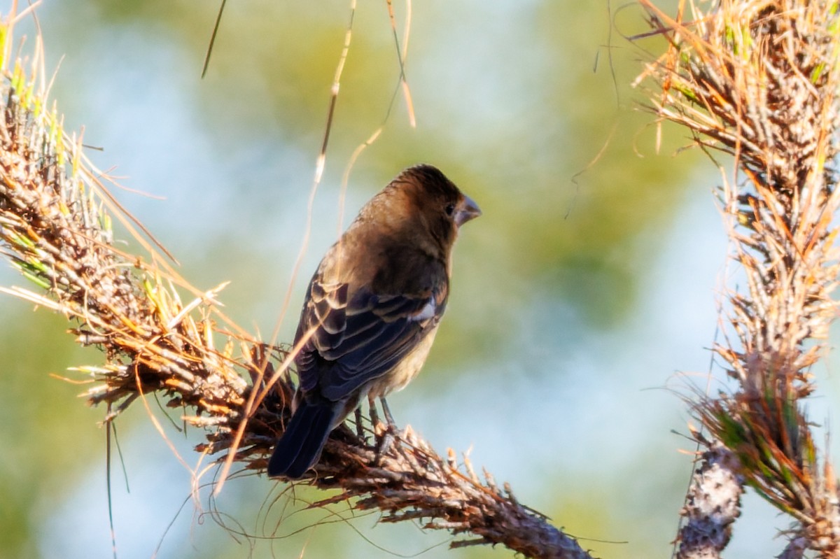 Индиговый колорин - ML644496285