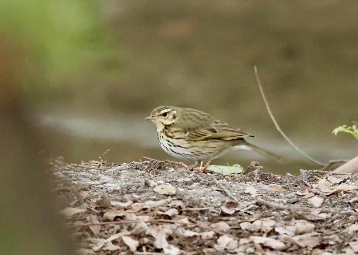 Olive-backed Pipit - ML644496286