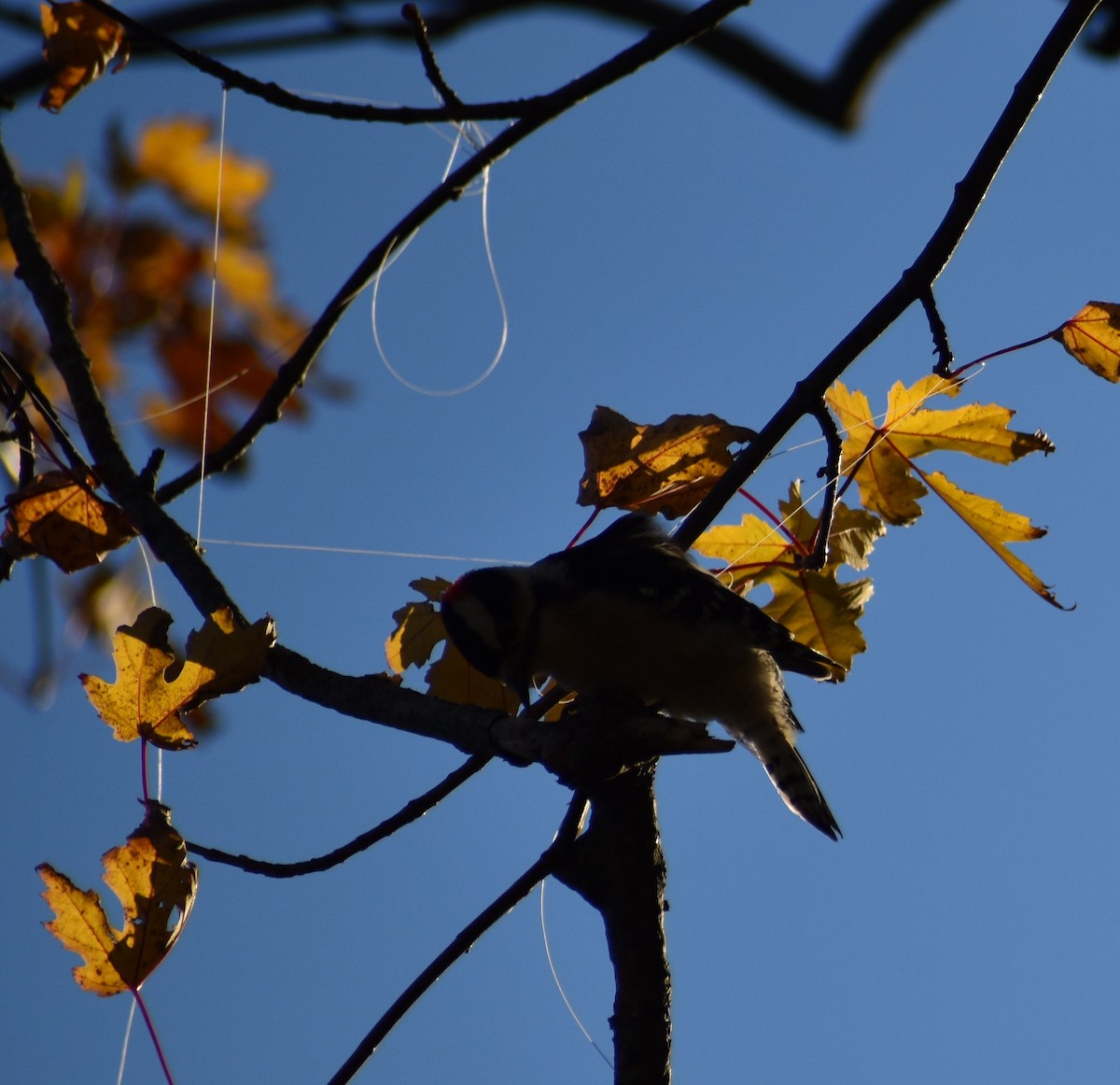 Downy Woodpecker - ML644496289