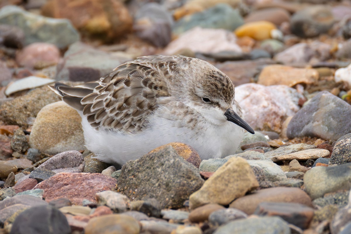 Semipalmated Sandpiper - ML644496290