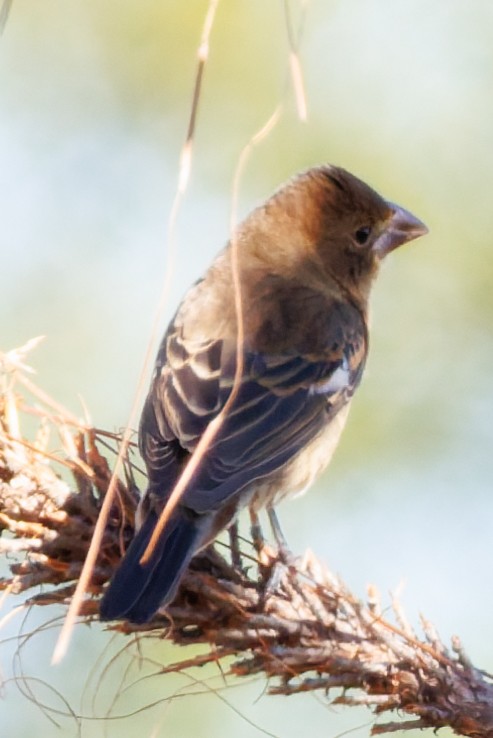 Индиговый колорин - ML644496291