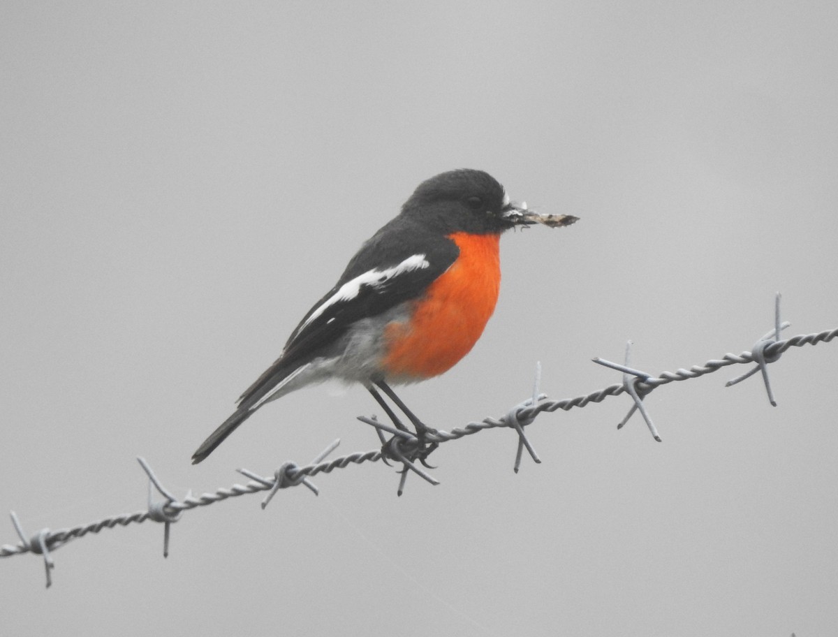 Flame Robin - ML644496301