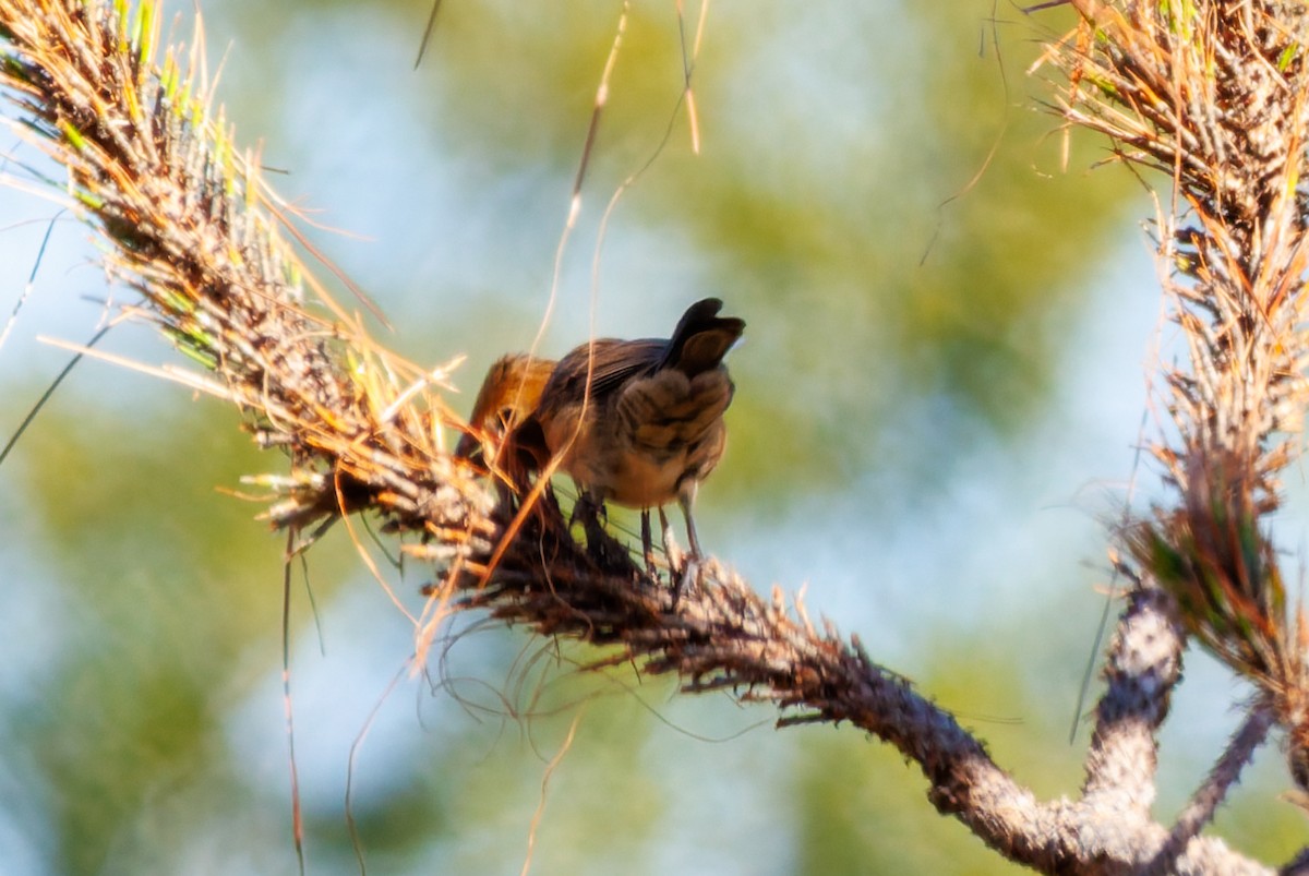 Индиговый колорин - ML644496305