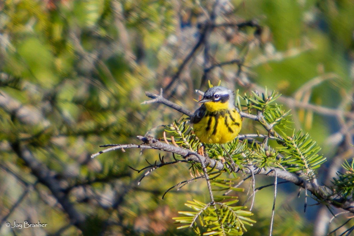 シロオビアメリカムシクイ - ML644496314