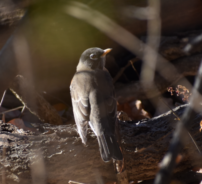 American Robin - ML644496321
