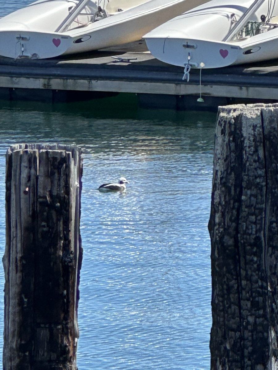 コオリガモ - ML644496334