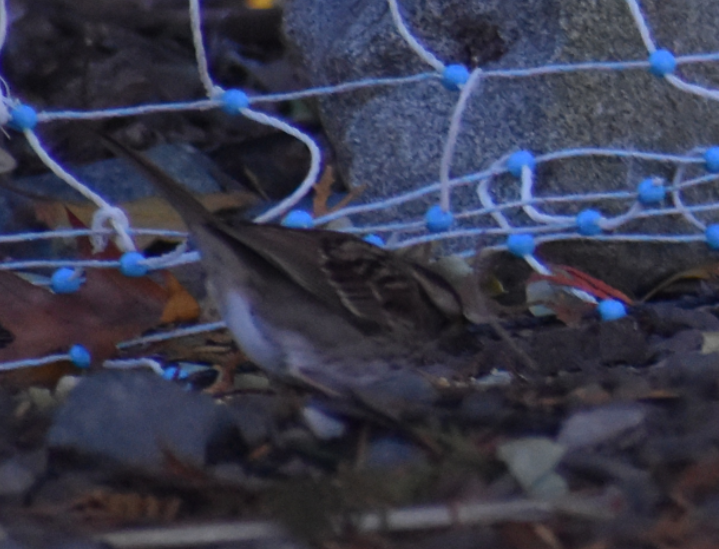 White-throated Sparrow - ML644496350
