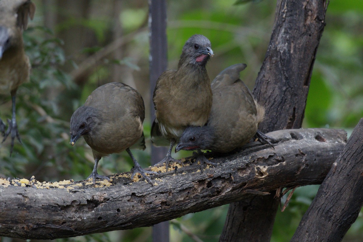 čačalaka obecná - ML644496355