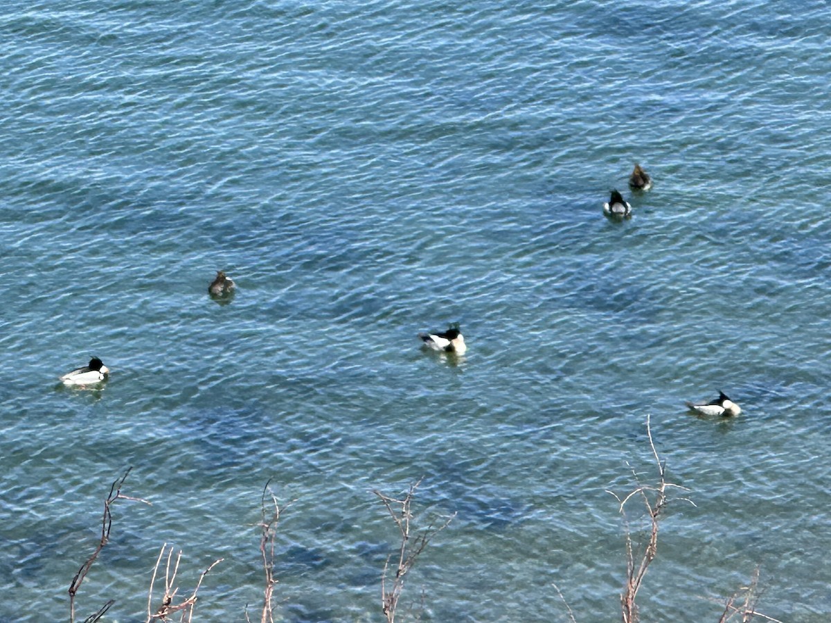 ウミアイサ - ML644496356