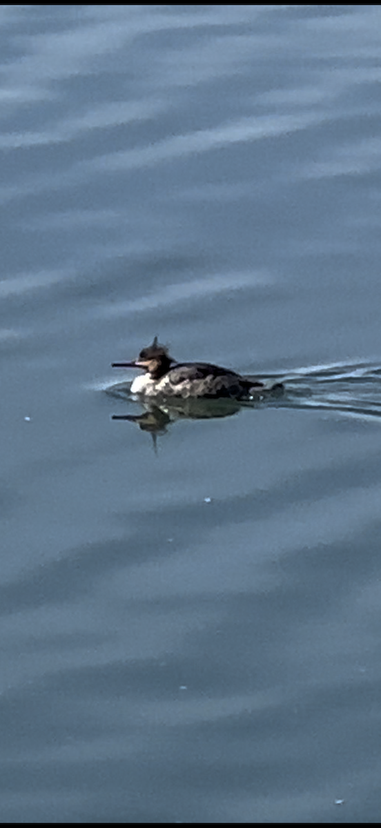 ウミアイサ - ML644496357