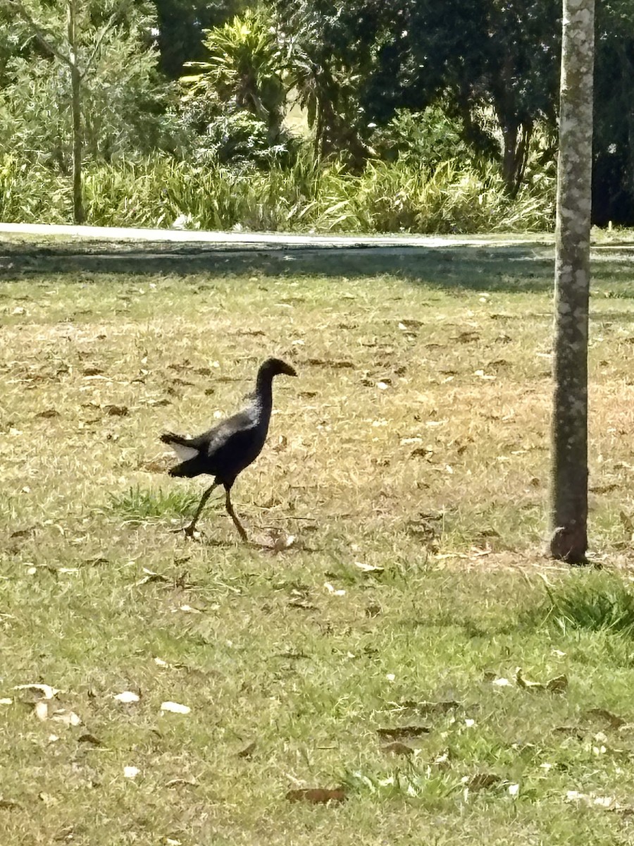 Australasian Swamphen - ML644496363