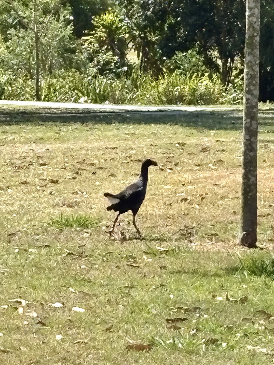 Australasian Swamphen - ML644496364