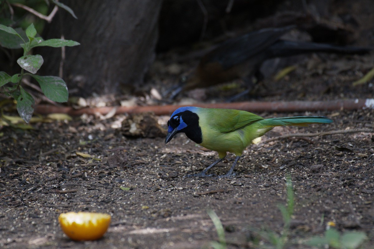 インカサンジャク - ML644496366