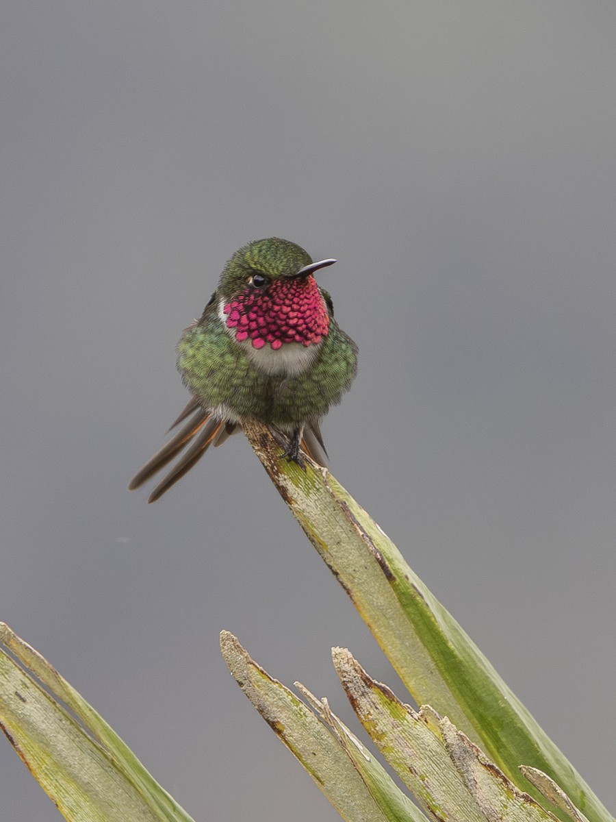 Rufous-shafted Woodstar - ML644496379